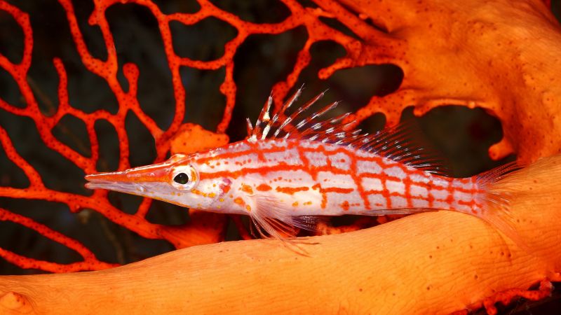 Destinations Croisières Honiara