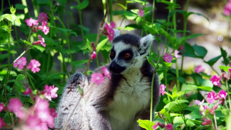 Destinations Croisières Nosy Komba