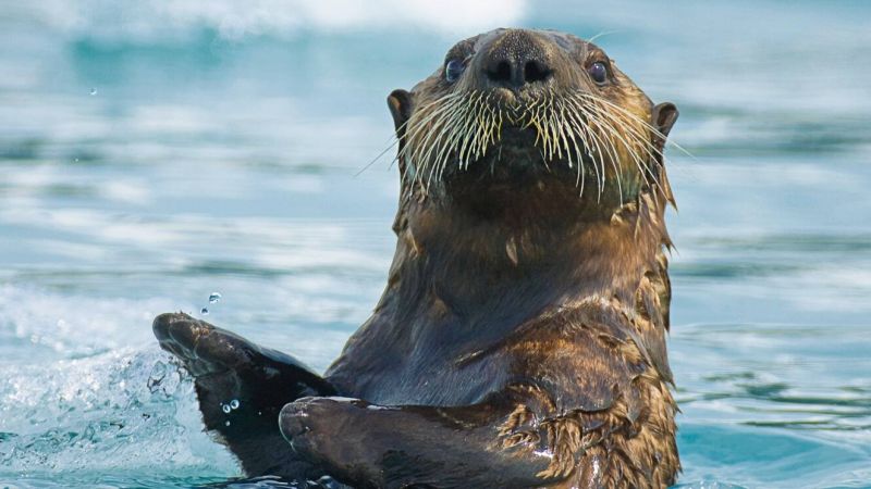 Détroit du Prince-William