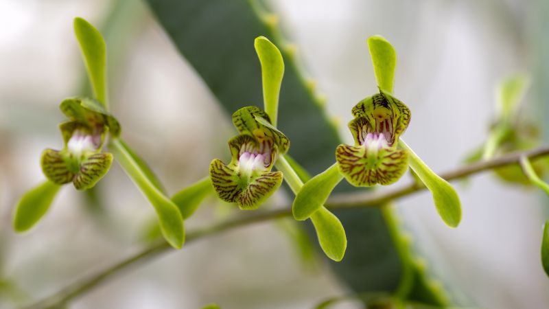 Destinations Croisières Tuléar