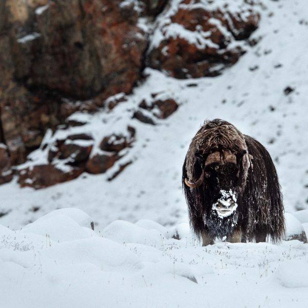 Destination Croisières Exploration de l'Arctique Canadien
