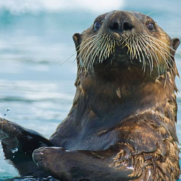 Détroit du Prince-William